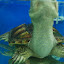 Shanghai - Pets market - La tortue monstrueuse