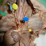 fetal_pig_heart_vessels02.JPG