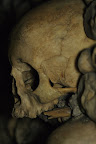 Closeup on a skull
