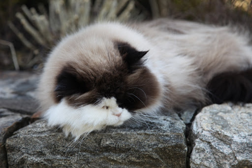 Verdi seems to also be enjoying the outdoors.