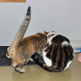 gatti