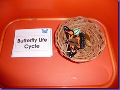 butterflies 006 butterflies 006