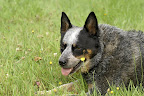 In Memory of Cora Belle