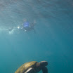 VE032 Day 6 Snorkeling Vol. Ecuador.jpg