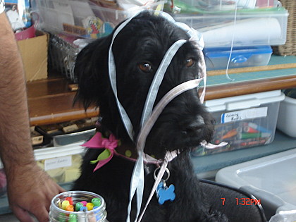 Some critics debate if Canine Crafts are in fact ART in the formal sense. Canine artist and activist, Martha Stewart (above), spearheaded the Canine Craft Movement (CCM) and is credited with securing it's place in Art History overall. Some critics debate if Canine Crafts are in fact ART in the formal sense. Canine artist and activist, Martha Stewart (above), spearheaded the Canine Craft Movement (CCM) and is credited with securing it's place in Art History overall.