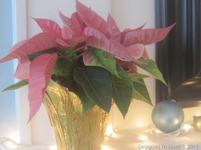 Pink Poinsettia