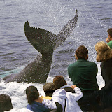 Humpback whale