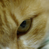 Mixi
