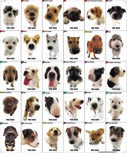 perros-razas perros-razas