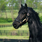 friesian3-1024_repaired.jpg