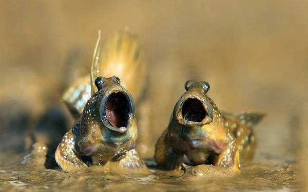 1- Peixe-saltador 1- Peixe-saltador