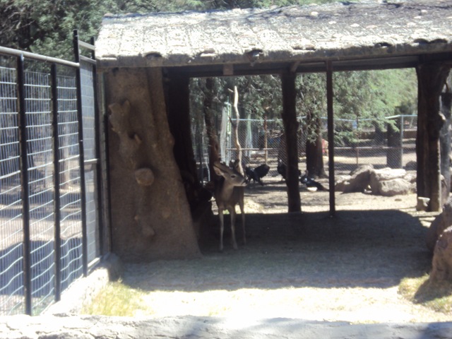 [zoo87.jpg]