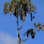 Hanging Oriole nests high up.