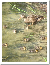 Florida vacation ma mallard duck with babies