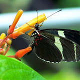 Butterfly.JPG