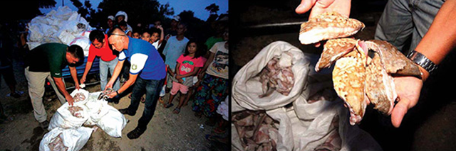 A multicab carrying sacks of shark meat and whale shark meat weighing 1,650 kilos was intercepted while in transit to Barangay Pasil in Cebu from Barangay Marigondon, Lapu-Lapu City, 19 June 2014. The driver claimed he was only asked to deliver the load. Photo: Joy Torrejos / The Freeman