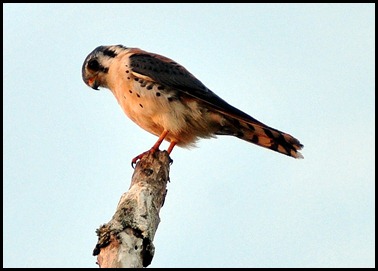 06c - American Kestrel