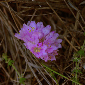 puerto del cerezo y pico del Bermejo 078.JPG
