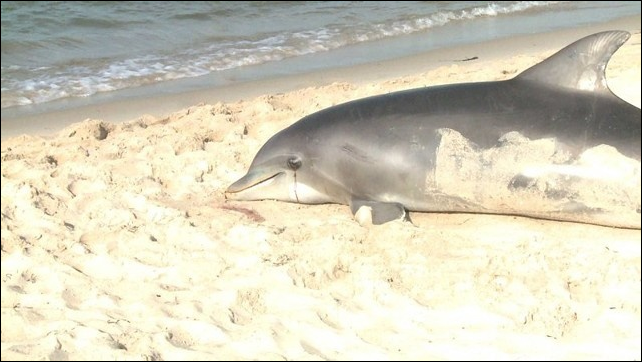 The deadliest known outbreak of a measles-like virus in bottlenose dolphins has killed a record number of the marine mammals along the U.S. Atlantic coast in 2013. Photo: WTKR