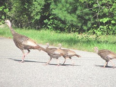 turkey and babies8.4.11