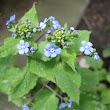 Forget-me-not