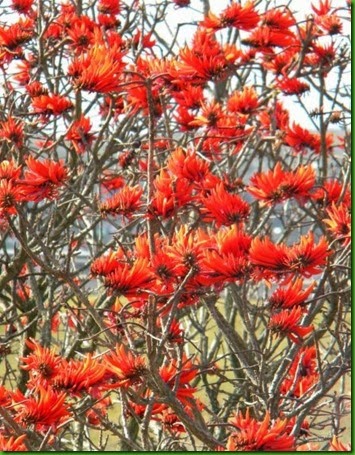 Erythrina_lysistemon Erythrina_lysistemon