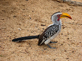 I think southern hornbills at the same time look great and scary. Transition to Madagascar - 037.jpg