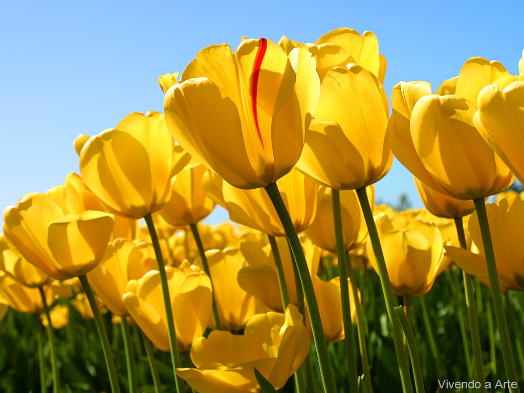 [Tulips%255B11%255D.jpg]