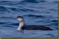 - Red-throated Loon D7K_3244-Edit February 05, 2012 NIKON D7000