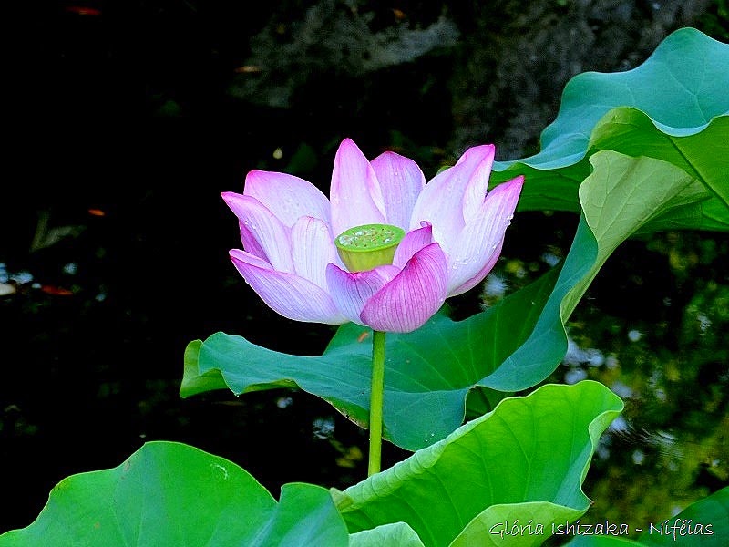 [Glria-Ishizaka---ninfia-53.jpg]