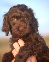 adorable chocolate female