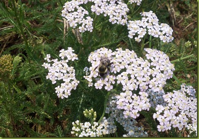 yarrow with bee