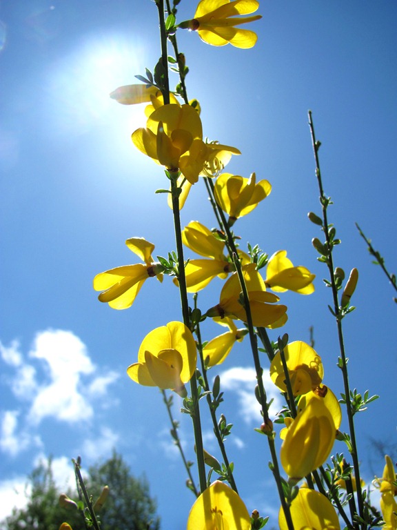 [tall%2520yellow%2520flower%255B7%255D.jpg]