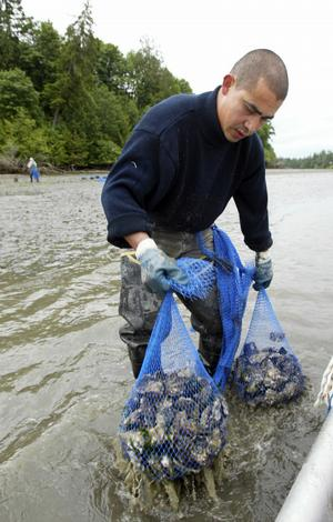 Nahun Menjiuar, who works for Taylor Shellfish Farms of Shelton, drops his Pacific oysters bags in the water to clean them at Totten Inlet near Olympia Wednesday, 4 June 2008. LARRY STEAGALL / KITSAP SUN