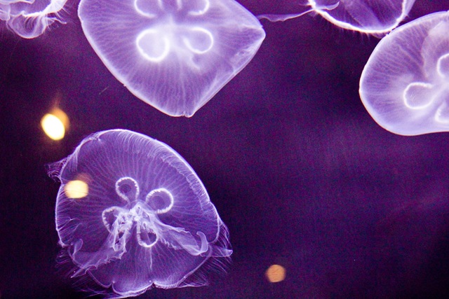 [MoonJellies1%2520%25281%2520of%25201%2529%255B4%255D.jpg]