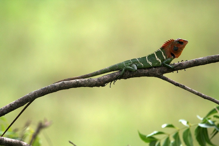 [lizard%255B2%255D.jpg]