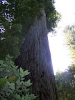california_sequoia