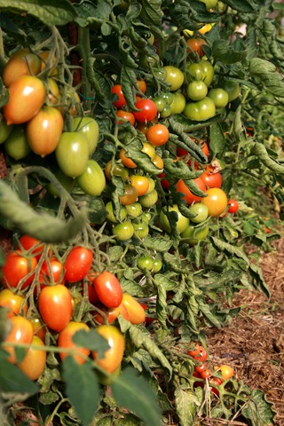 [2011062500065.jpg]