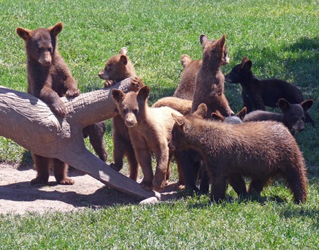 Baby Bears