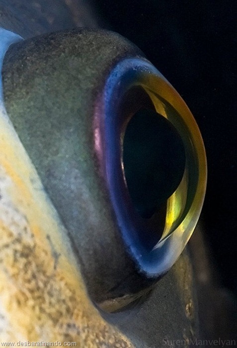 peixe peixe
