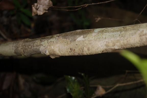 L'uroplate, un gecko endémique extraordinaire (mimétisme) de Madagascar. Joffreville, 3 février 2011. Photo : T. Laugier