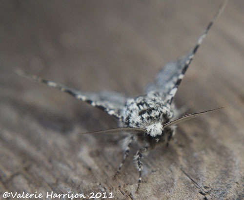 [peppered-moth-face2.jpg]