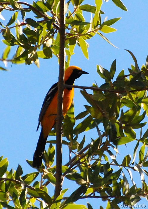 5. hooded oriole-kab 5. hooded oriole-kab
