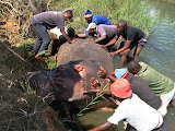 They even tied up different sections of the hippo, shoveled away at the steepness of the hill, and even got a tractor at one point... but it was just too big and heavy. South Africa - 222.jpg