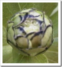 Zinnia bud mandala