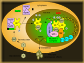 androgen_receptor androgen_receptor