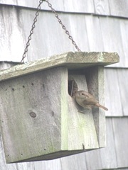 wren on house3