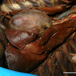 heart_lungs02.JPG