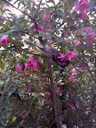 Jul 31 - Wattle Bird gathering nectar