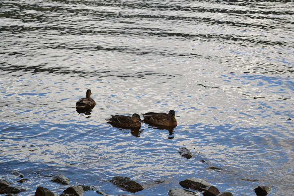 [DSC_05076.jpg]